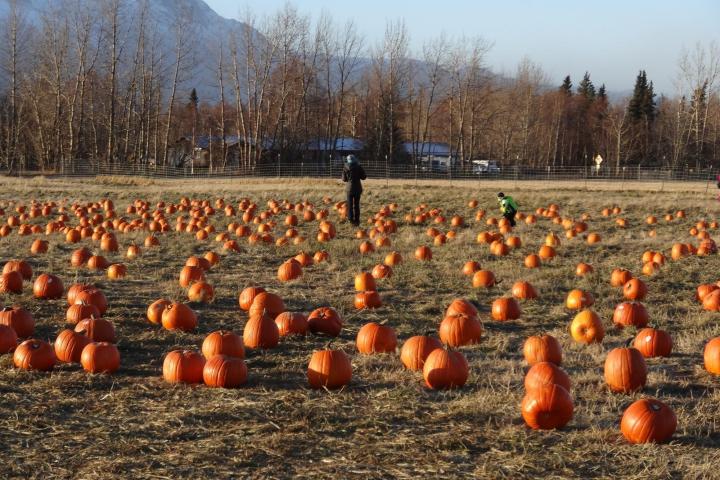 reindeer farm fall family fun pumpkins