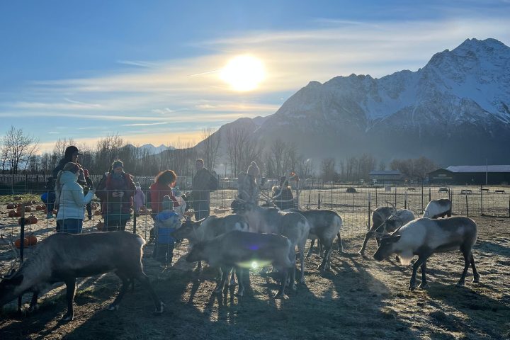 a herd of cattle standing on top of a dirt field