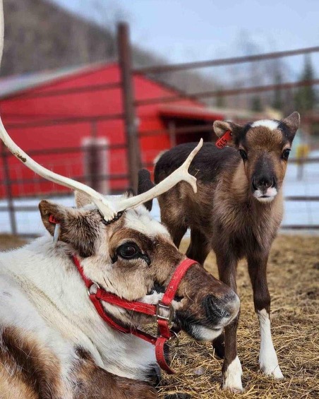 a brown dog standing next to a cow