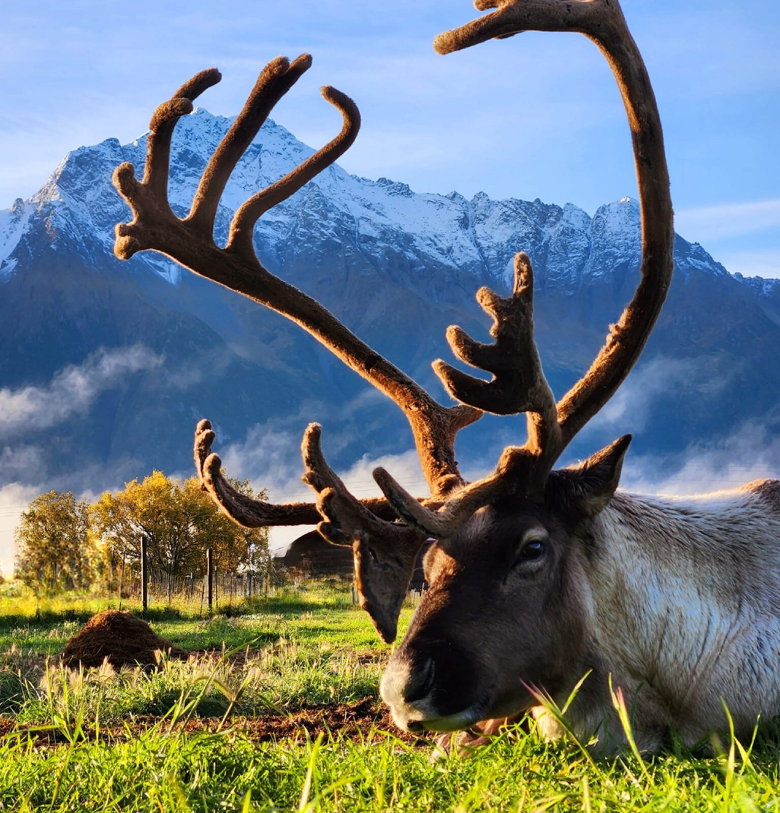 a deer in a field